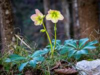 Zwei alleinstehende Schneerosen Blüten